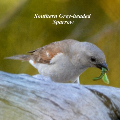 Southern Grey-headed Sparrow